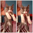 Gatinhos