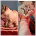 Gatinhos