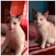 Gatinhos
