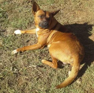 Cachorro raça  idade 2 anos nome João