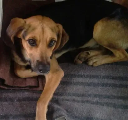 Cachorro raça viralata idade 1 ano nome Beto