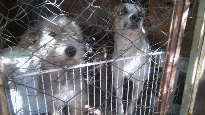 Cachorro ra a Vira lata viralata fila idade 4 anos nome Lindomar princesa e 