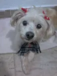 Mel