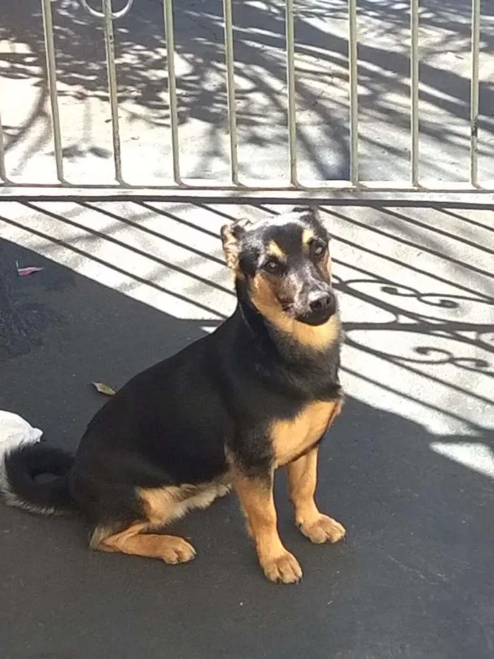 Cachorro raça indefinida idade 1 ano nome SPYKE