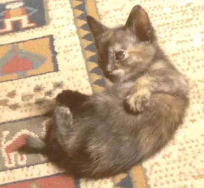 Gato raça  idade Abaixo de 2 meses nome Mel