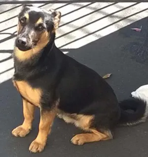 Cachorro raça indefinida idade 1 ano nome SPYKE