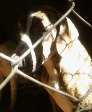 Cachorro raça Fila idade 4 anos nome Tigresa