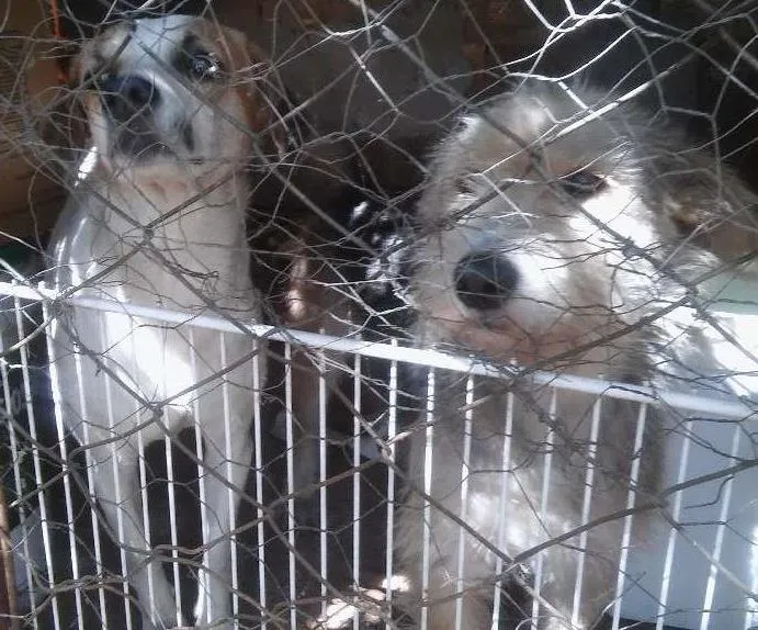 Cachorro ra a Vira lata viralata fila idade 4 anos nome Lindomar princesa e 