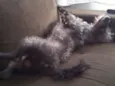 Bebê