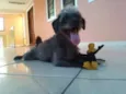 Bebê