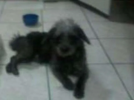 Cachorro ra a Indefinido idade 1 ano nome Princeso