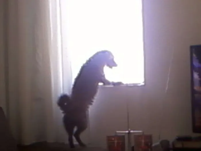 Cachorro ra a Indefinido idade 1 ano nome Princeso