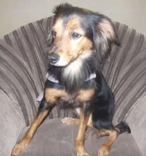Cachorro raça SRD idade 1 ano nome Não sabemos
