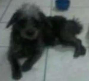 Cachorro raça Indefinido idade 1 ano nome Princeso