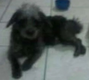 Cachorro ra a Indefinido idade 1 ano nome Princeso