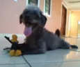 Bebê