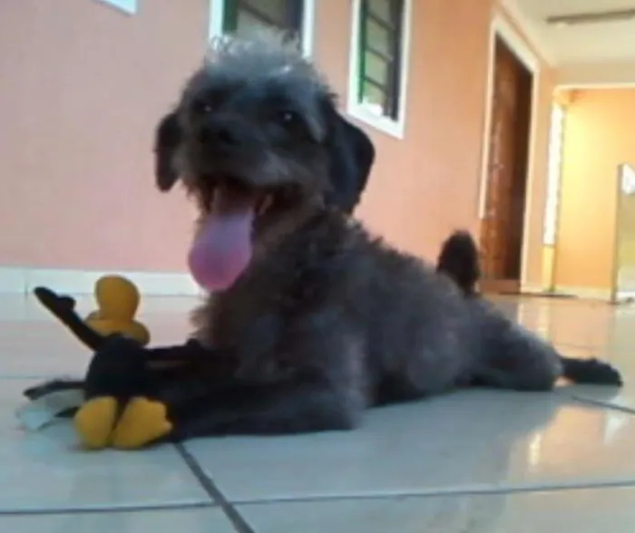 Cachorro ra a Indefinido idade 2 anos nome Bebê