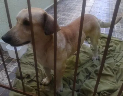 Cachorro raça VIRA LATA idade 2 anos nome TOMÁS