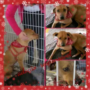 Cachorro raça SRD idade 2 anos nome VITORIA