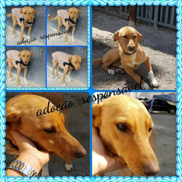 Cachorro ra a SRD idade 2 anos nome TEKO