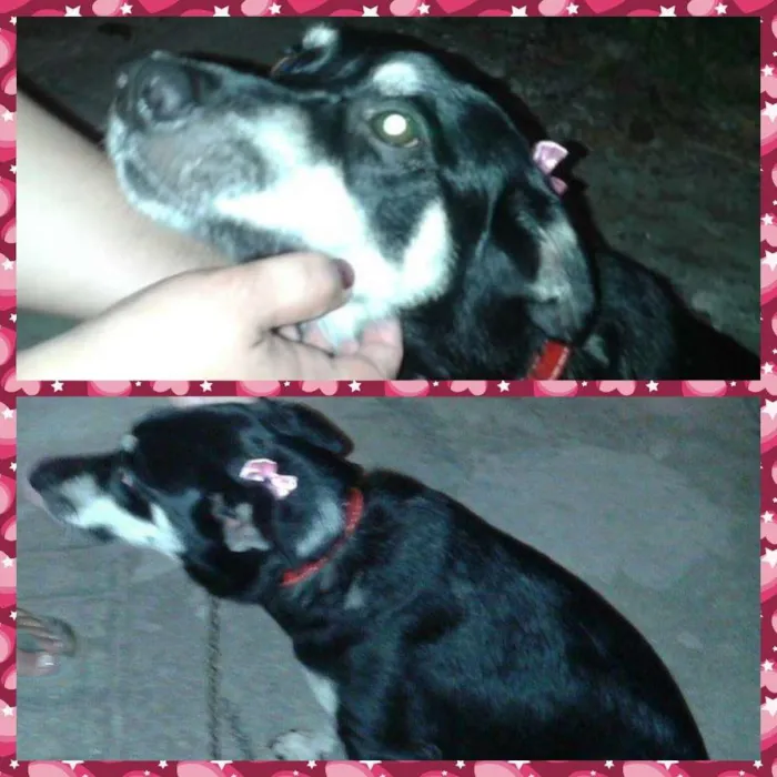Cachorro ra a Srd idade 3 anos nome Cristal