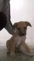 Dumbo