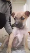 Boris