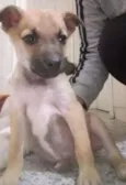 Boris