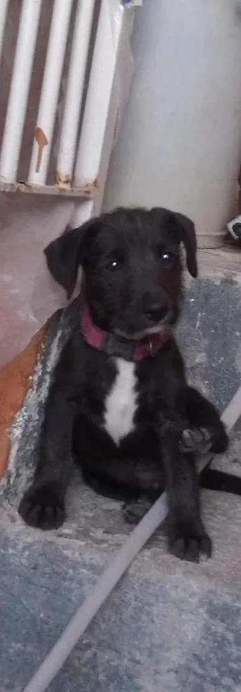 Cachorro ra a SRD idade 2 a 6 meses nome Teddy