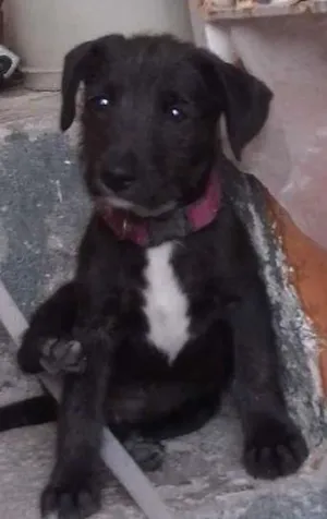 Cachorro raça SRD idade 2 a 6 meses nome Teddy