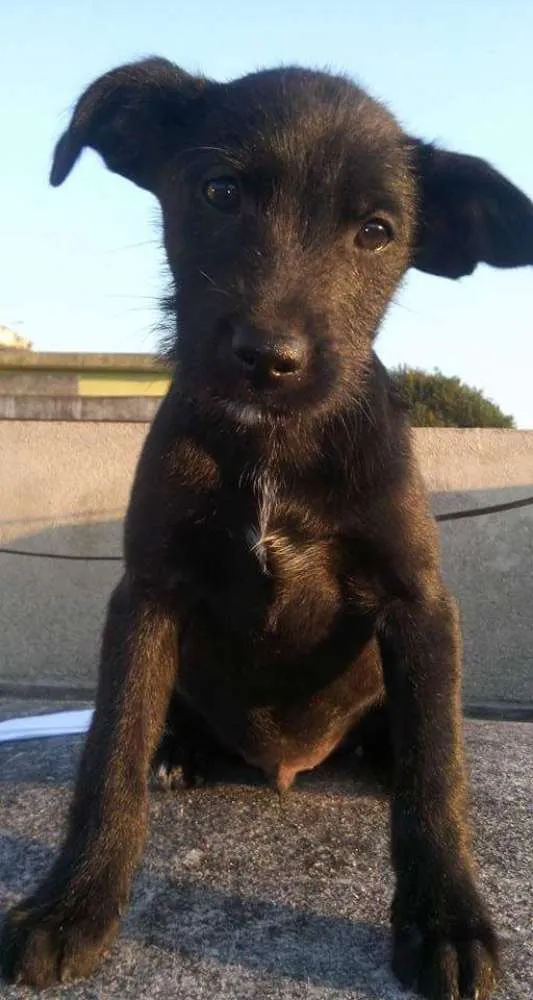 Cachorro ra a SRD idade 2 a 6 meses nome Brutus