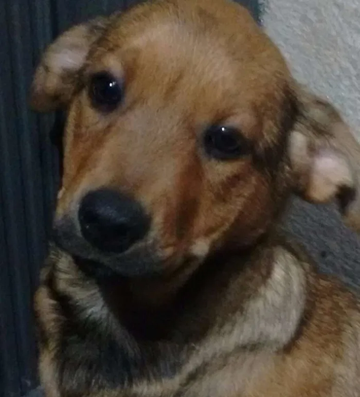 Cachorro ra a SRD idade 2 a 6 meses nome Enzo