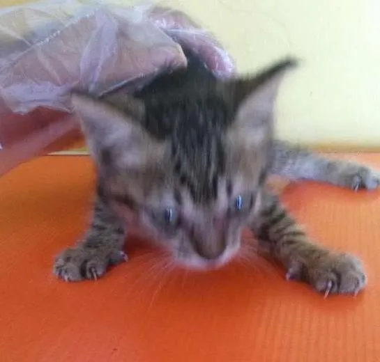 Gato ra a SRD idade Abaixo de 2 meses nome sem nome