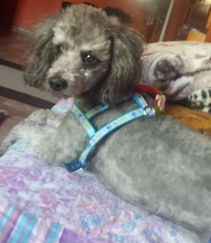 Cachorro ra a Poodle idade 6 ou mais anos nome Dinho GRATIFICA