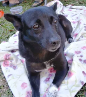 Cachorro raça SRD idade 5 anos nome Ioiô
