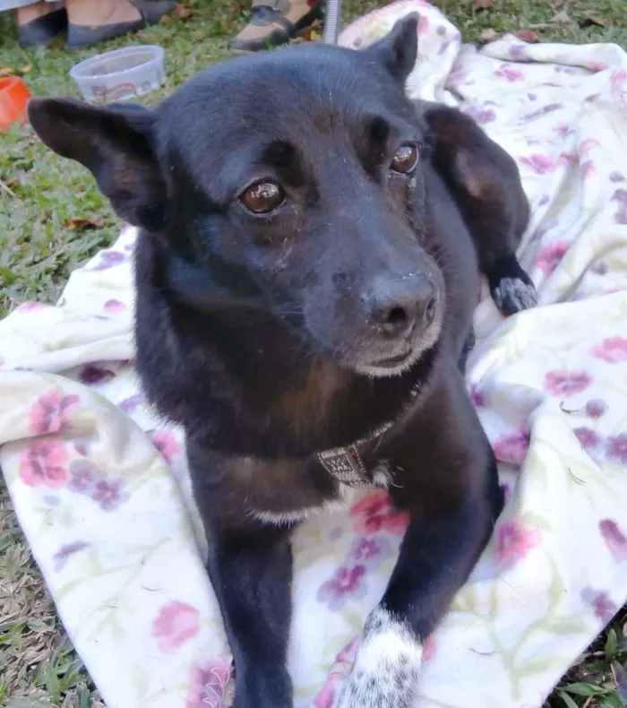 Cachorro ra a SRD idade 5 anos nome Ioiô