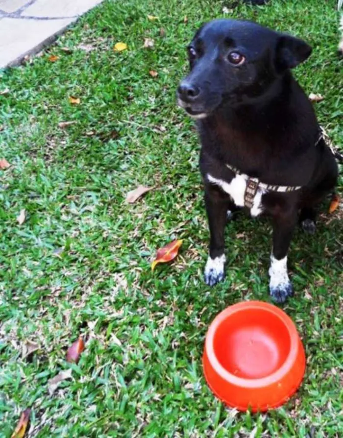 Cachorro ra a SRD idade 5 anos nome Ioiô