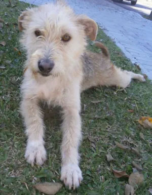 Cachorro raça SRD idade 2 anos nome Priscila