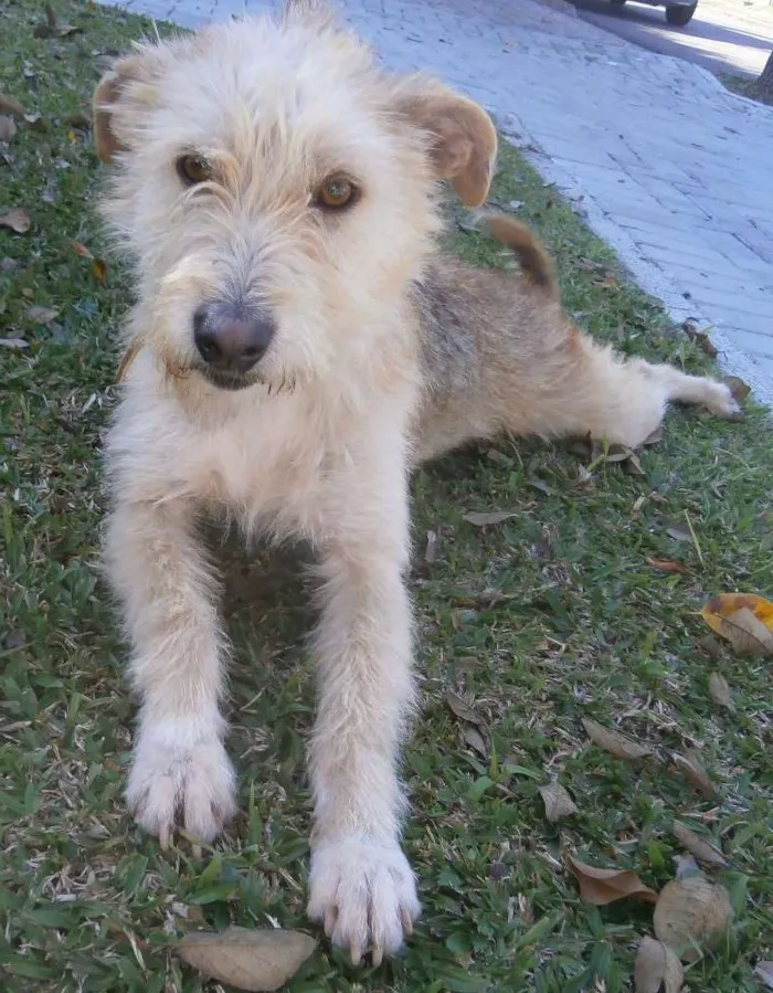 Cachorro ra a SRD idade 2 anos nome Priscila