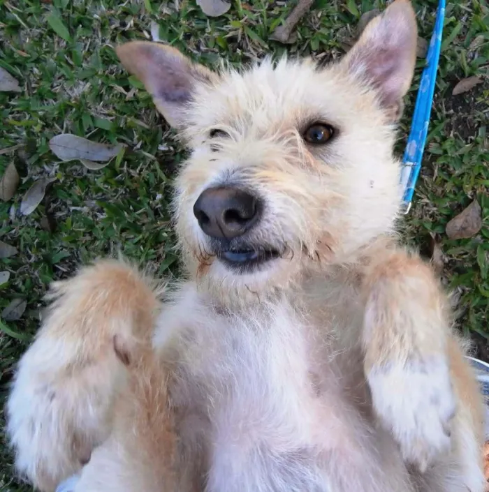 Cachorro ra a SRD idade 2 anos nome Priscila