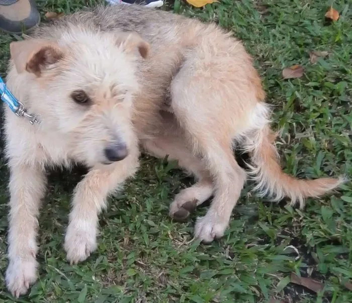 Cachorro ra a SRD idade 2 anos nome Priscila