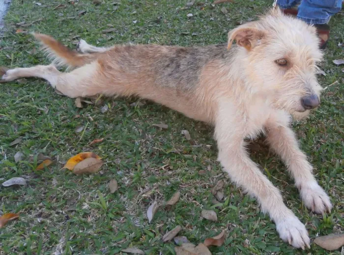 Cachorro ra a SRD idade 2 anos nome Priscila