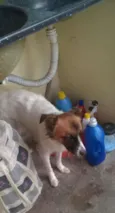 juju