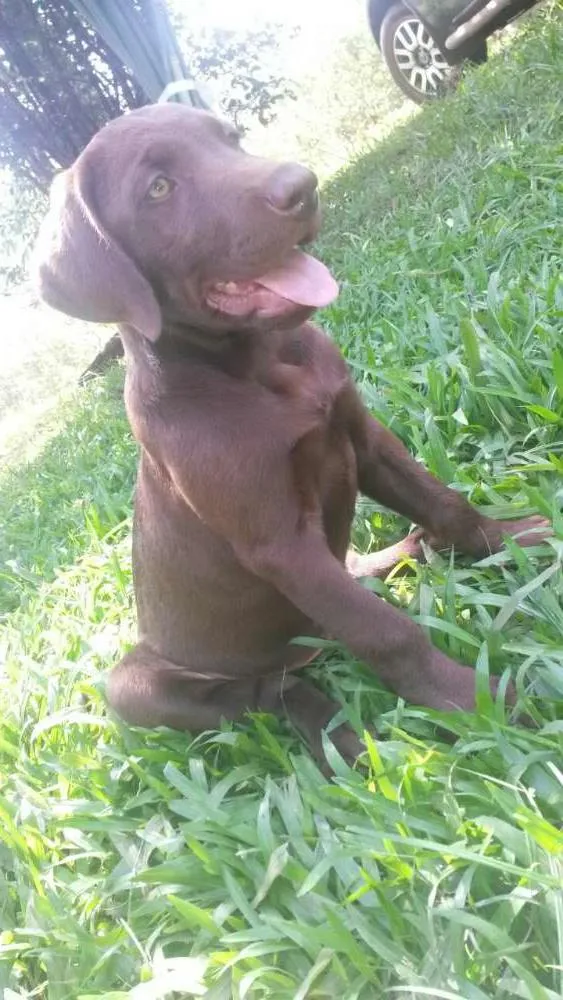 Cachorro ra a Labrador idade 2 a 6 meses nome Thor