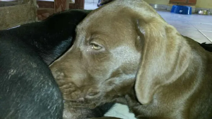 Cachorro ra a Labrador idade 2 a 6 meses nome Thor