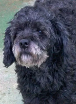 Cachorro raça Poodle idade 6 ou mais anos nome ANNY