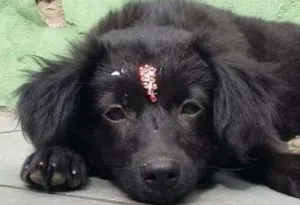Cachorro raça VIRA LATA idade 2 a 6 meses nome PRETINHA