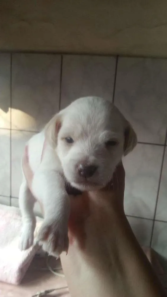 Cachorro ra a Não e de raça idade Abaixo de 2 meses nome Não tem