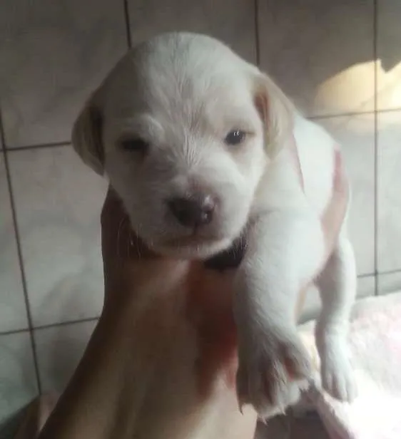 Cachorro ra a Não e de raça idade Abaixo de 2 meses nome Não tem