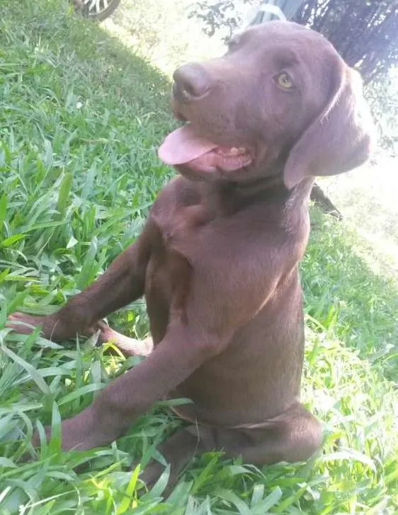 Cachorro ra a Labrador idade 2 a 6 meses nome Thor